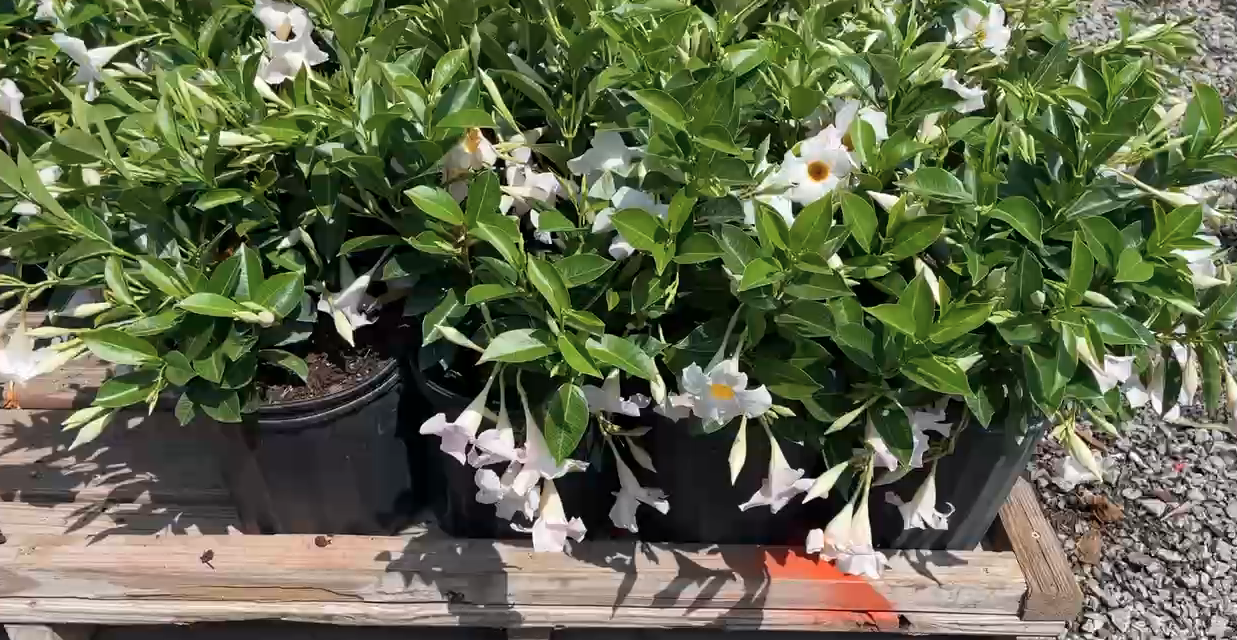 Best Flower Selection in Bluffton, SC: Celebrate Spring with Vibrant Colors from Taylor's Landscape Supply!