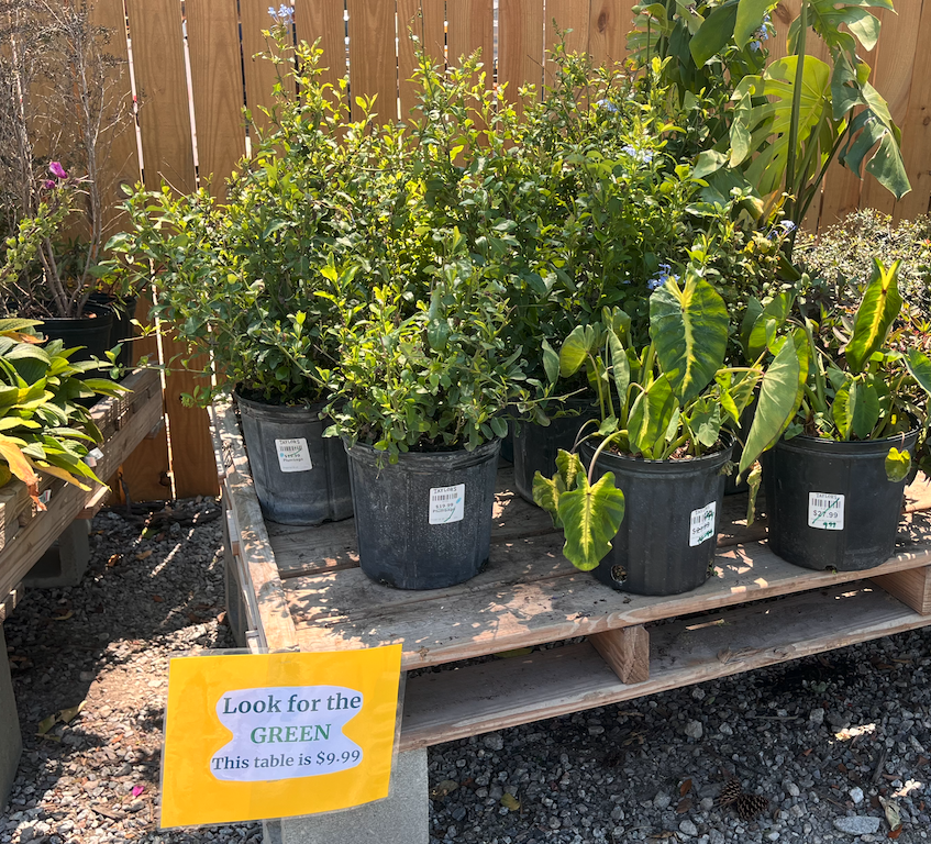 Clearance Sale at Taylor's in Beaufort!