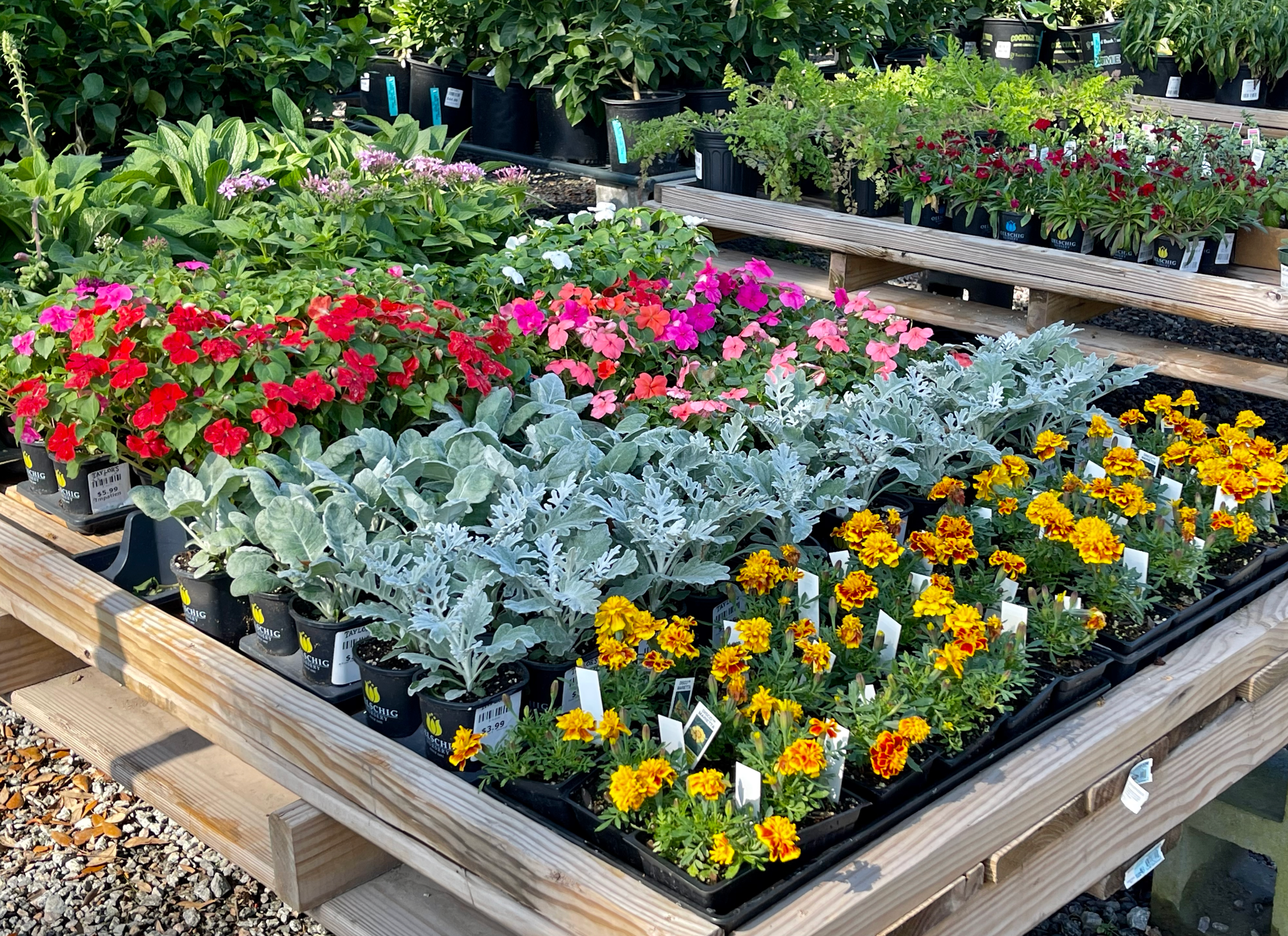 BOGO SALE AT OUR BEAUFORT GARDEN CENTER - Taylor's Landscape Supply