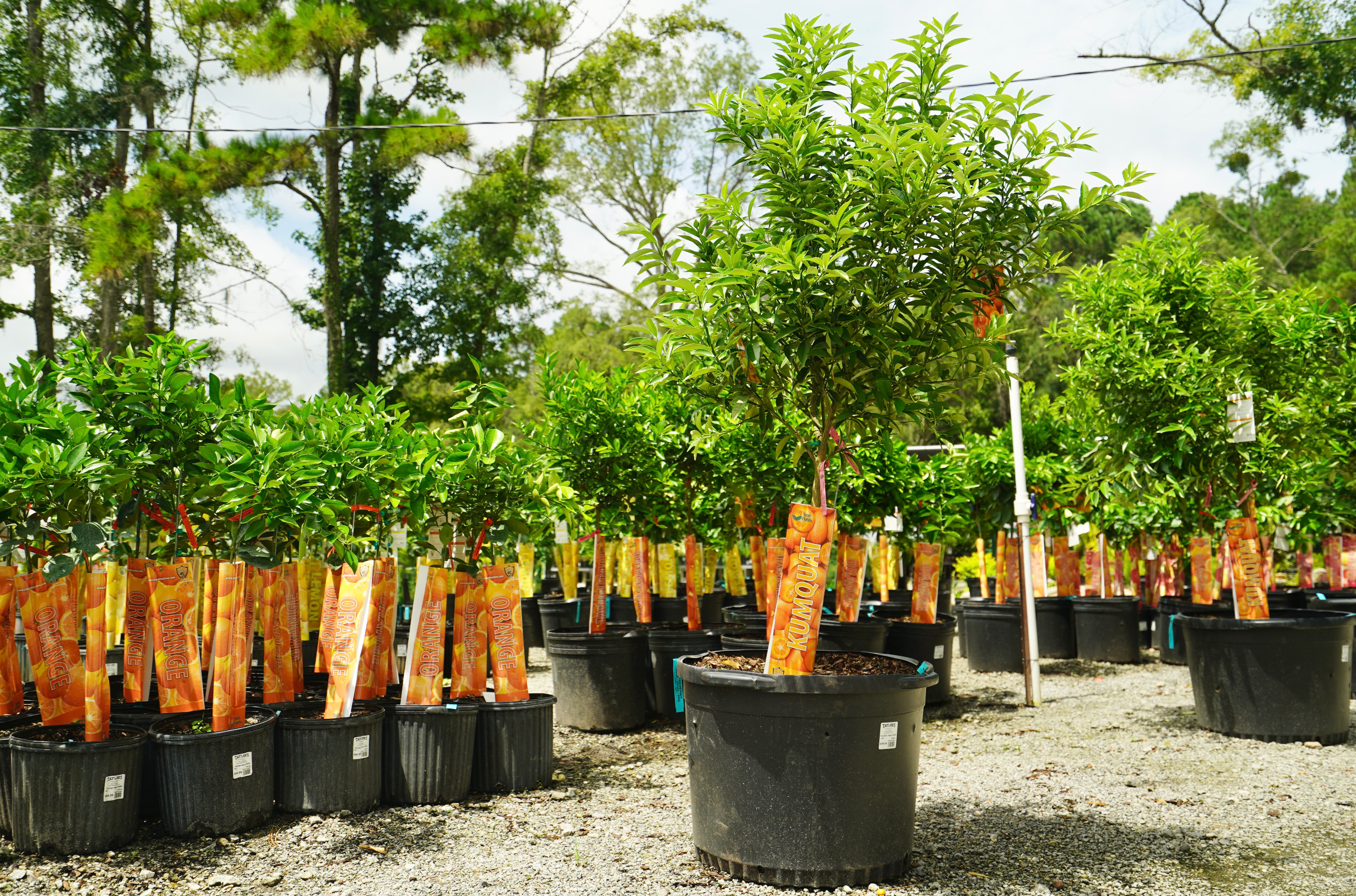 Taylors Landscape Supply's Educational Video Series: Meet Tom, the Master Gardener Transforming Landscaping in Bluffton, Beaufort, and Beyond