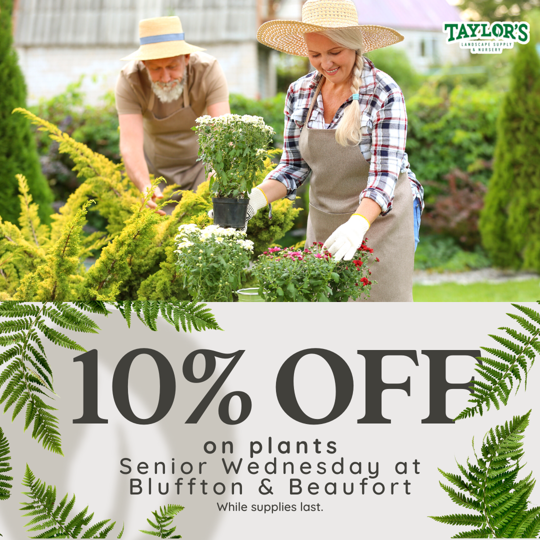 Senior Wednesdays: Exclusive Discount to Senior Citizens Every Week