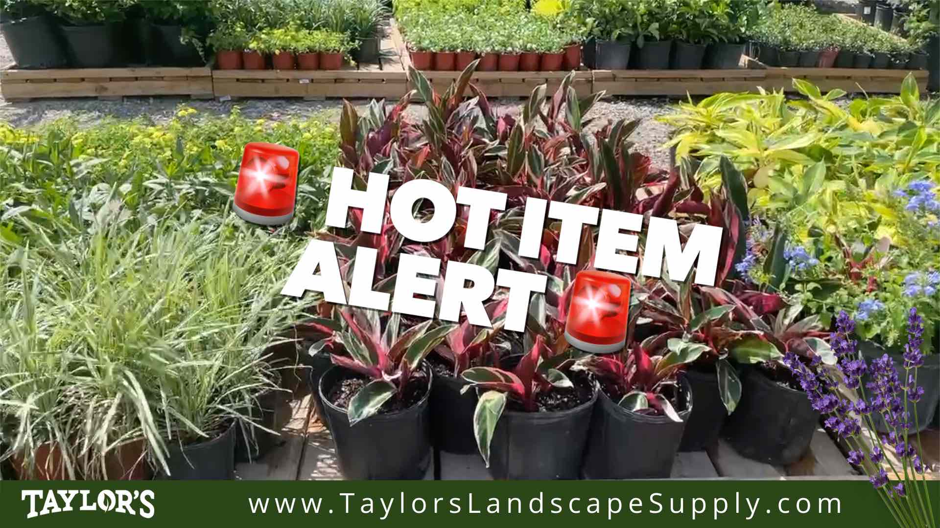 New Arrivals at Taylor's Landscape Supply: Seven Truckloads of New Products!