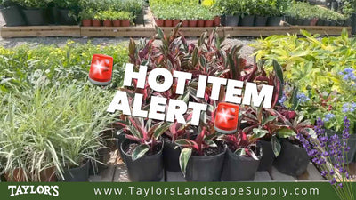 New Arrivals at Taylor's Landscape Supply: Seven Truckloads of New Products!