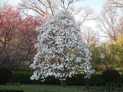 Magnolias: A Timeless Beauty for Your Yard