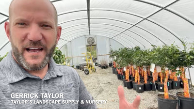 Find Your Perfect Citrus Tree at Taylor's Landscape Supply & Nursery in Bluffton or Beaufort