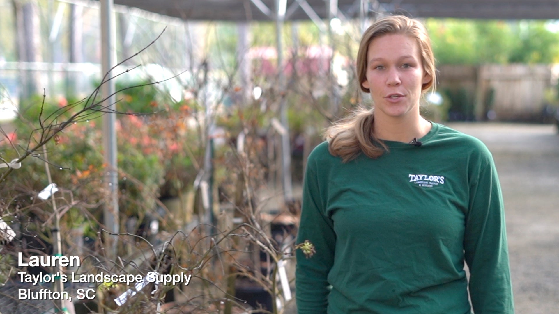 Japanese Maples are now available at Taylor's!