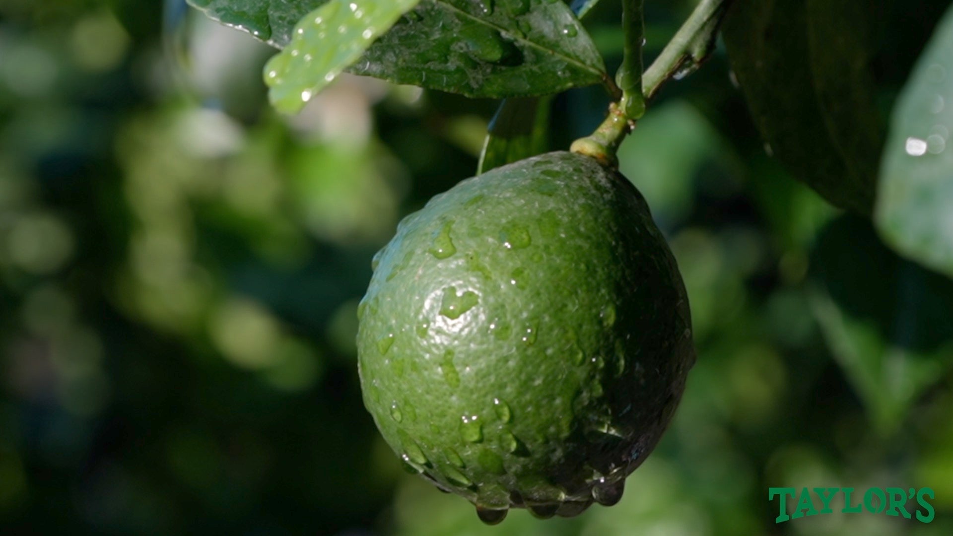 Come see our new shipment of beautiful plants!
