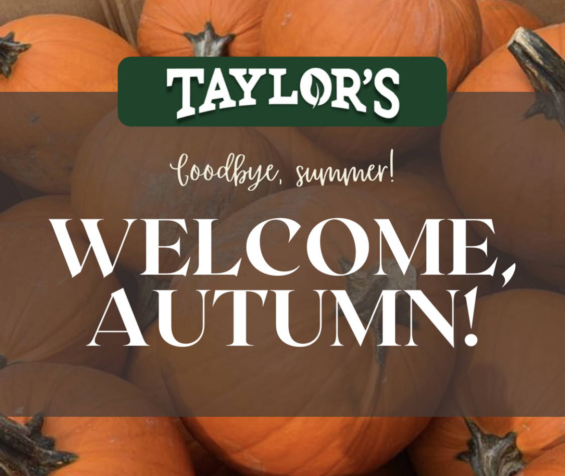 It's Pumpkin Time at Taylor's Landscape Supply in Bluffton, South Carolina