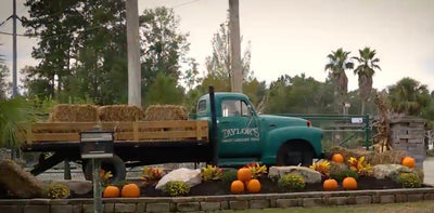 Taylor’s Quality Landscape Supply in Bluffton, SC, Beaufort, SC and Pooler, GA | Taylor's Quality Landscape Supply