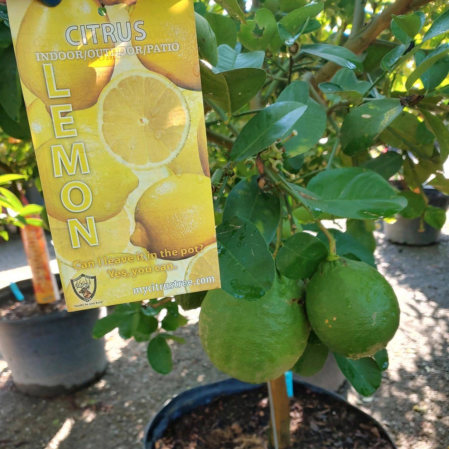CITRUS NOW IN STOCK | Taylor's Quality Landscape Supply &amp; Nursery | Gardening Blog