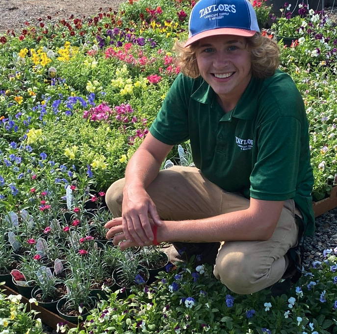 Taylor's Landscape Supply: Pansies, Viola, Snapdragons, &amp; More Arriving Weekly