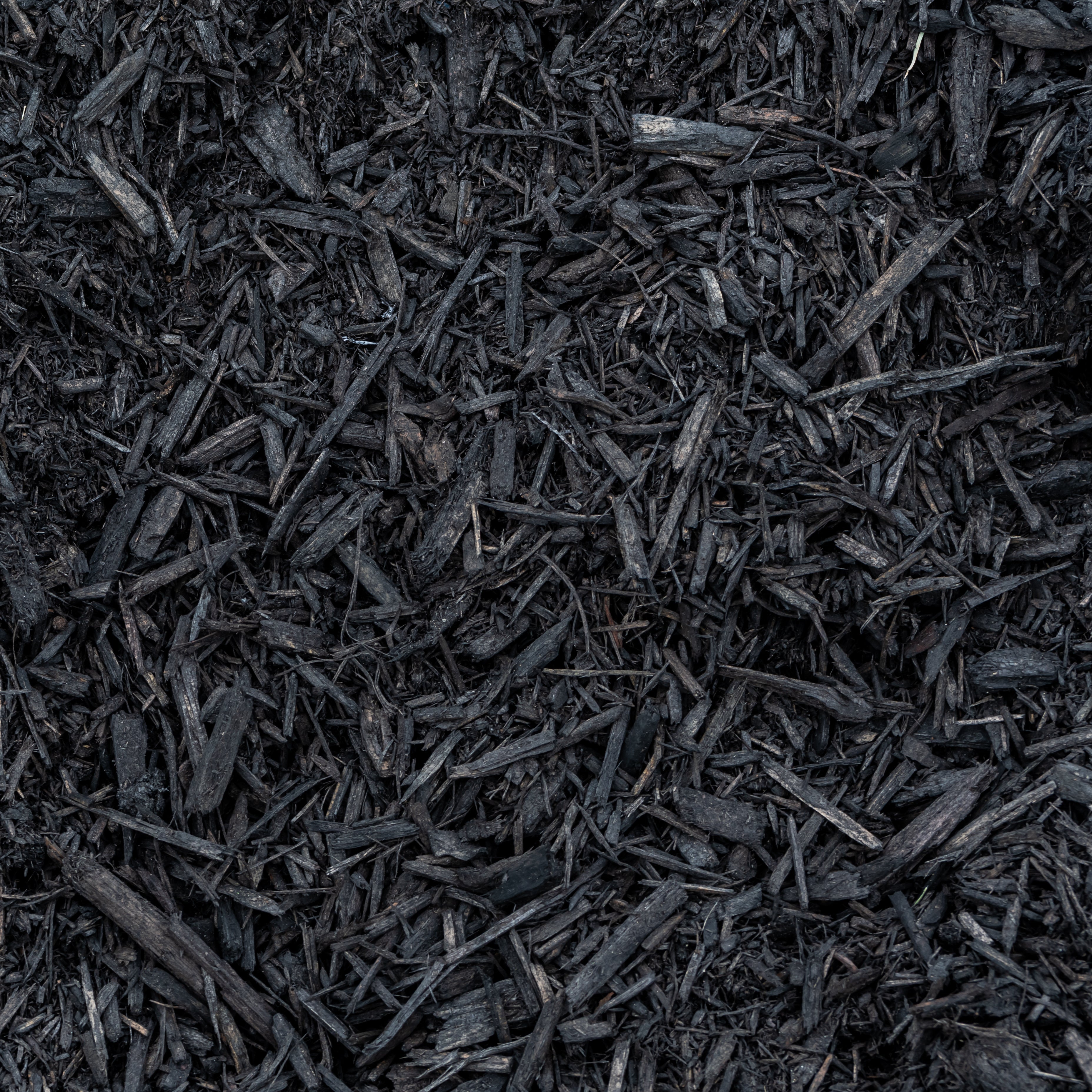 Black Dyed