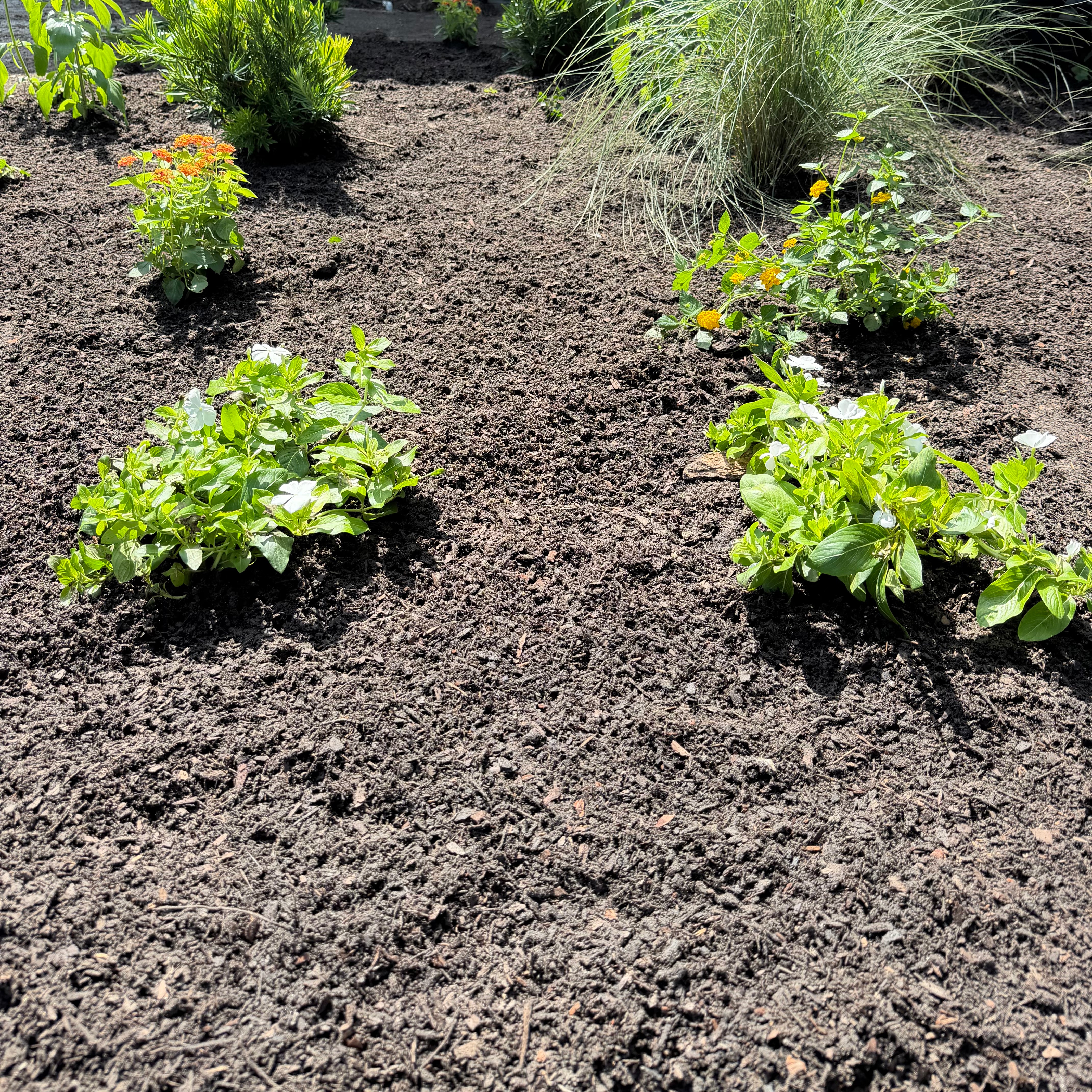 Organic Plant Mix